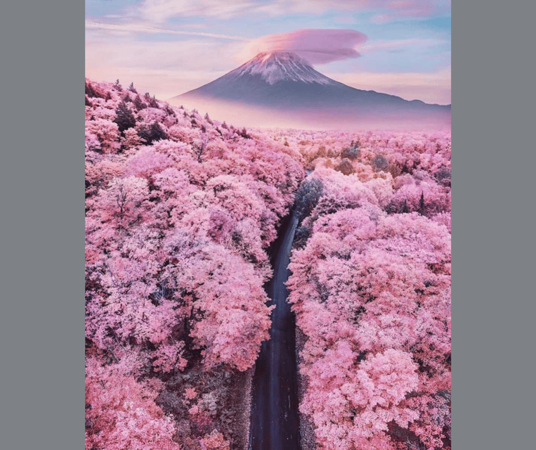 Tokyo: Mt. Fuji & Hakone Cherry Blossoms Private Day Tour - Oshino Hakkai: Water Clarity, Cherry Trees, and Market Time