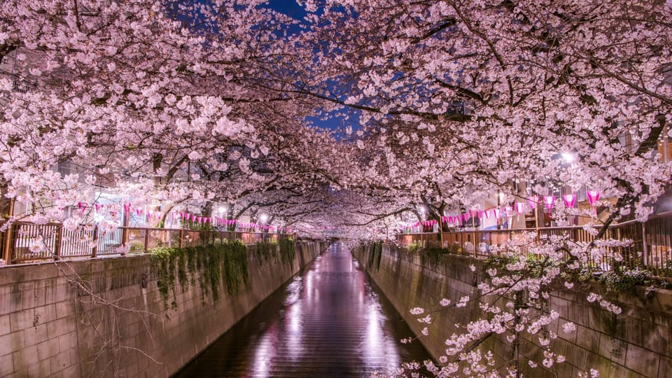 Tokyo: Mt. Fuji & Hakone Cherry Blossoms Private Day Tour - Lake Kawaguchiko Cruise and Oishi Park: Views Plus Lavender Air