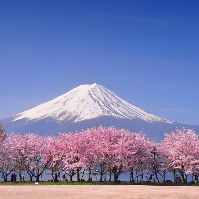 Tokyo: Mt. Fuji & Hakone Cherry Blossoms Private Day Tour - The Pickup and Van Ride: Start Clean, End Tired