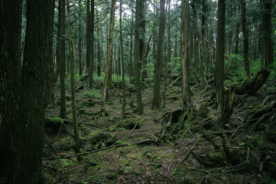 Tokyo: Mt. Fuji Hidden Gems and Aokigahara Forest Tour - Is It Worth $577 for Up to 5 People?