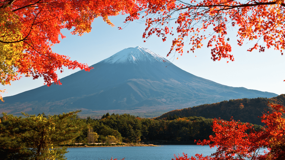 Tokyo: Mt. Fuji Hidden Gems and Aokigahara Forest Tour - From Central Tokyo to Mt. Fuji: How the Day Actually Flows