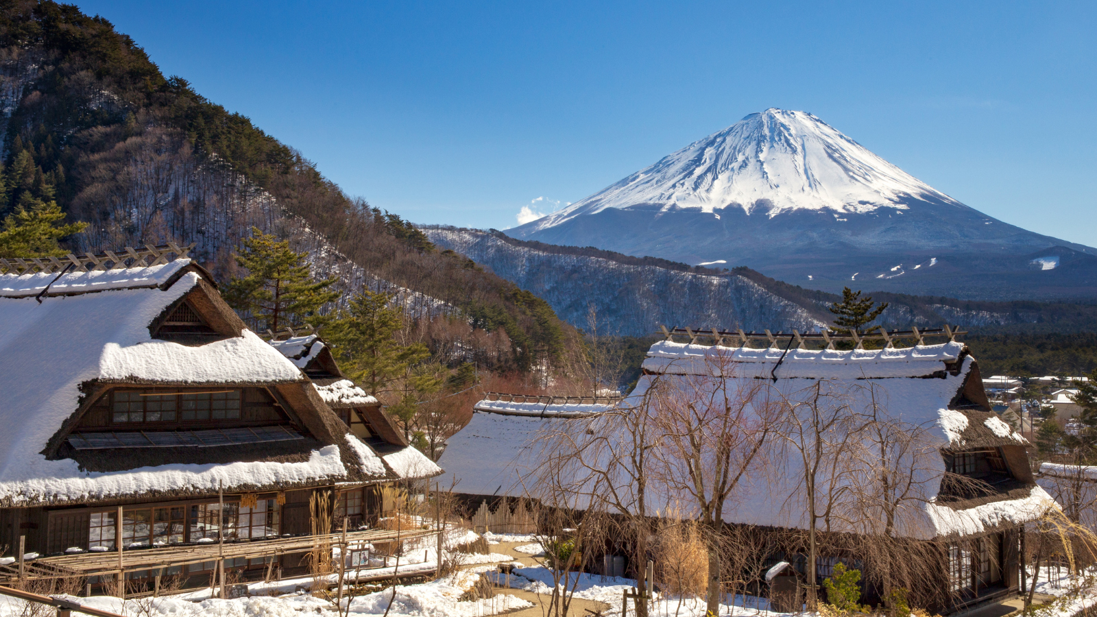 Tokyo: Mt. Fuji Hidden Gems and Aokigahara Forest Tour - Aokigahara Forest: Tranquility After the Rumors