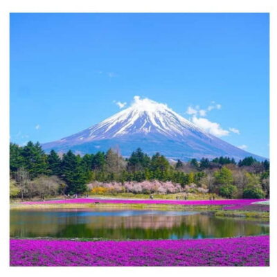 Tokyo: Mt Fuji Private Day Tour By English Driver Low Price - Chureito Pagoda and Arakurayama Sengen Park: the Fuji photo you came for