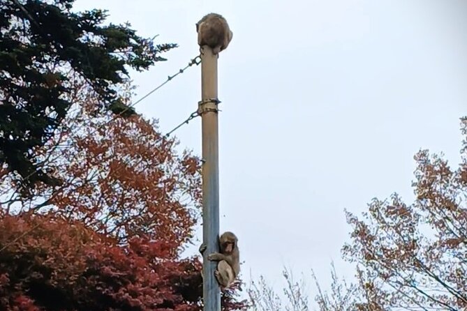 Tokyo: Mt. Takao Tour with Ramen and Tattoo-Okay Hot Spring - Sacred spots on the way up: Octopus Cedar to the peak route