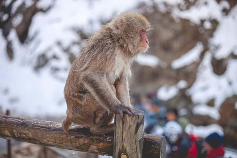 Tokyo: Nagano Snow Monkeys and Zenkoji Tour with Temples - Key highlights at a glance