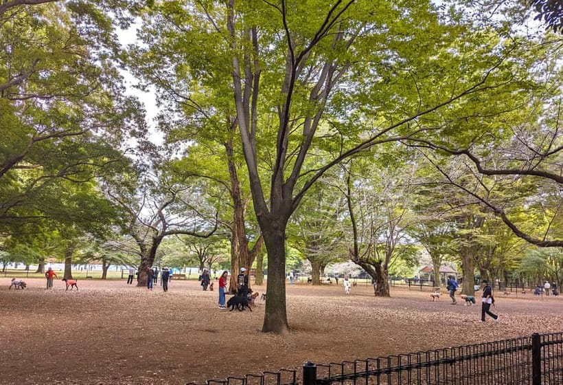 Tokyo: Private Morning Run with Sento Bath Experience - Yoyogi Park, Harajuku streets, and the steady rhythm of a guided 10K