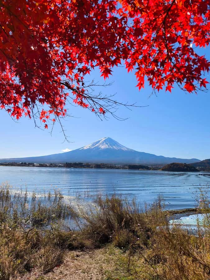 Tokyo: Private Mt.Fuji Day Trip with English-Speaking Driver - Price and value: what $451 per group really buys you