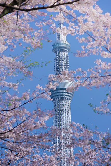 Tokyo private tour by car with pick up - Why Tokyo by private car feels easier than you expect