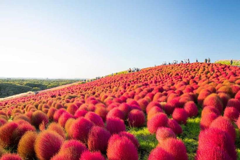 Tokyo: Spring Hitachi Seaside & Ashikaga Flower Park Tour - Key highlights you’ll actually feel on the day