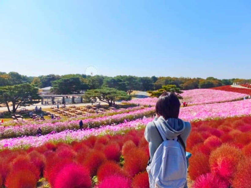 Tokyo: Spring Hitachi Seaside & Ashikaga Flower Park Tour - Why this spring loop works so well from Tokyo