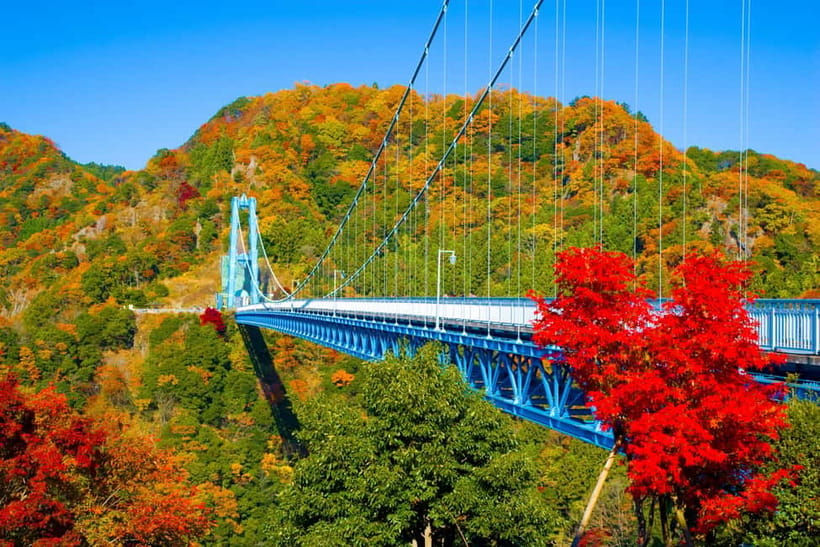 Tokyo: Spring Hitachi Seaside & Ashikaga Flower Park Tour - Hitachi Seaside Park’s Miharashi Hill: 5.3 million blue nemophila