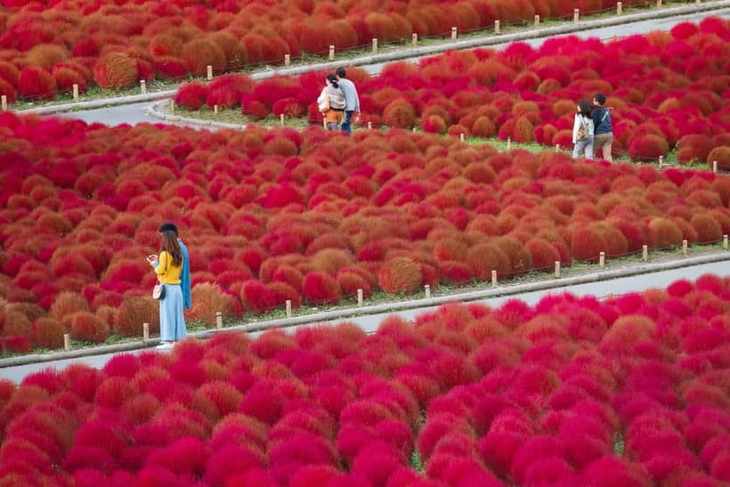 Tokyo: Spring Hitachi Seaside & Ashikaga Flower Park Tour - Guide support that keeps the day from feeling chaotic