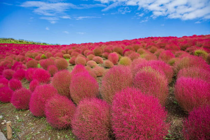 Tokyo: Spring Hitachi Seaside & Ashikaga Flower Park Tour - Price and value: what $98 covers (and what it doesn’t)