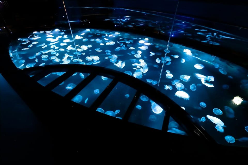 Tokyo: Sumida Aquarium Entry Ticket - Tokyo’s Sumida Aquarium: Why It Feels Different