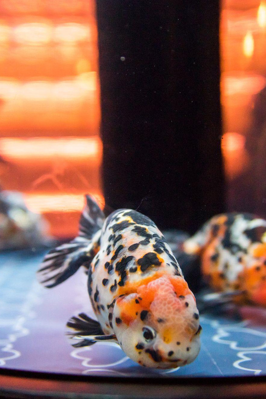 Tokyo: Sumida Aquarium Entry Ticket - Photography Rules: What You Can Do and What You Should Avoid