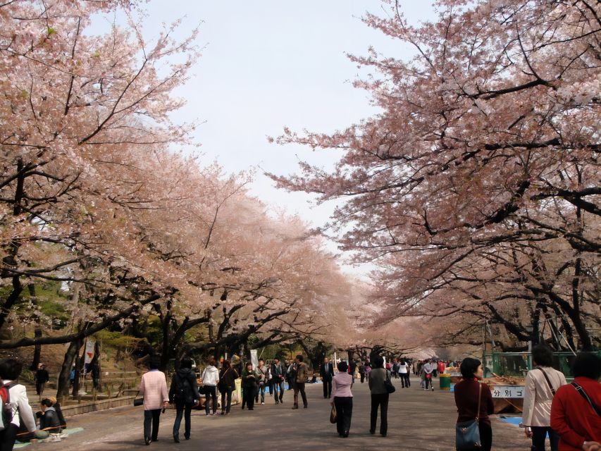 Tokyo:Cherry Blossom Mt Fuji & Shibazakura Festival Day Trip - The guide and language side: English, Chinese, and a heads-up