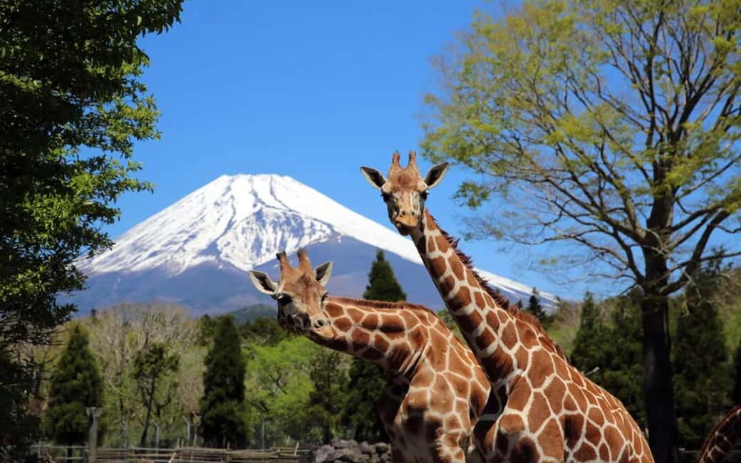 Tokyo:Customizable Private Day Trip to Mt.Fuji & Safari Park - Tokyo pickup that actually feels like you’re going somewhere