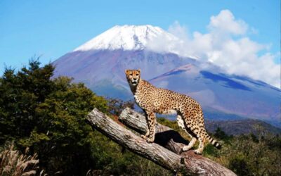 Tokyo:Customizable Private Day Trip to Mt.Fuji & Safari Park - Fuji Safari Park: the jungle bus ride portion of the day