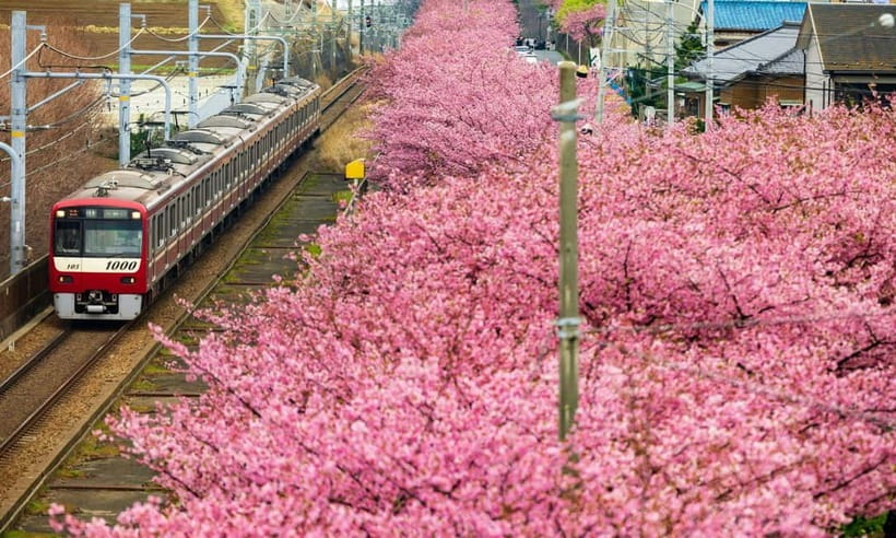 Tokyo:Izu Penisula Train Mt Omuro, Capybara Sightseeing Trip - Key Points You Should Know Before You Go