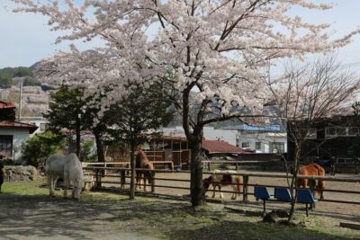 Yabusame Adventure with Mt. Fuji Views - The Kiso horses and the 90 kg safety rule